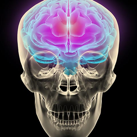 Xray Skull